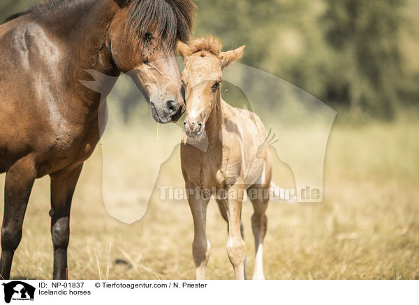 Islnder / Icelandic horses / NP-01837