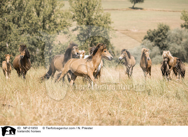 Islnder / Icelandic horses / NP-01850