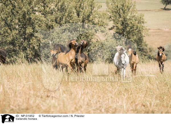 Icelandic horses / NP-01852