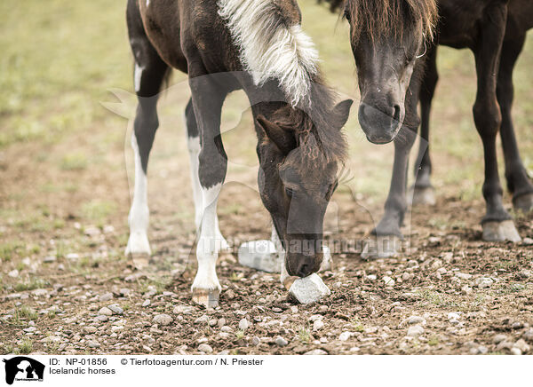 Islnder / Icelandic horses / NP-01856