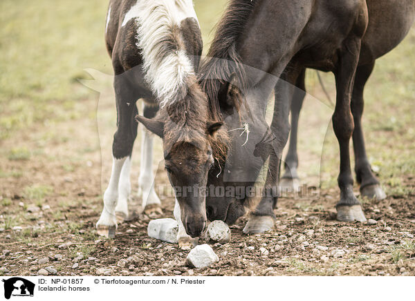 Islnder / Icelandic horses / NP-01857
