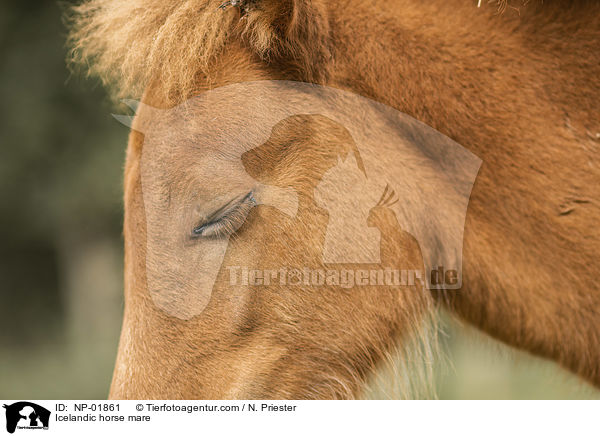 Islnder Stute / Icelandic horse mare / NP-01861