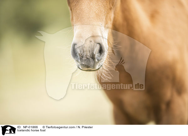 Icelandic horse foal / NP-01866