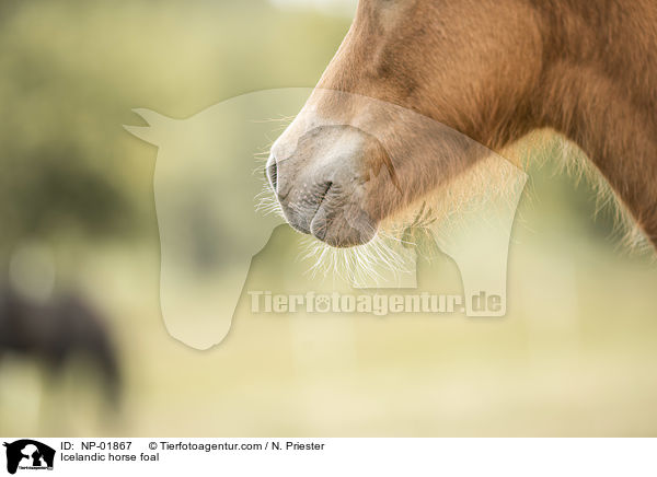 Isl�nder Fohlen / Icelandic horse foal / NP-01867