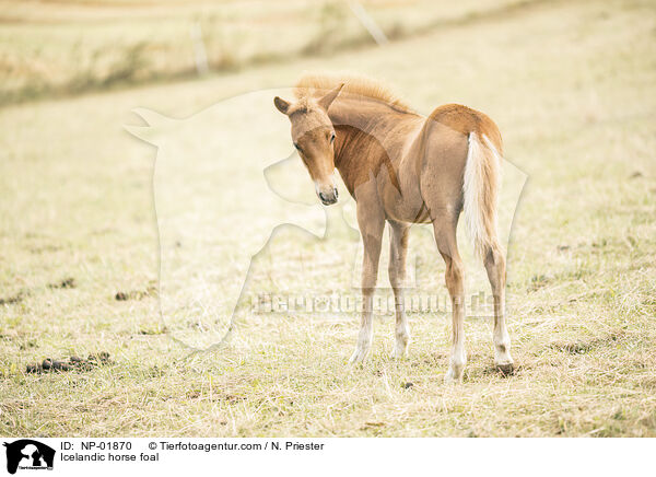 Icelandic horse foal / NP-01870