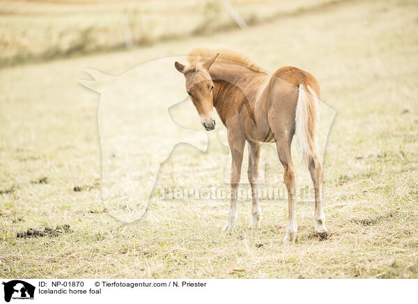 Islnder Fohlen / Icelandic horse foal / NP-01870