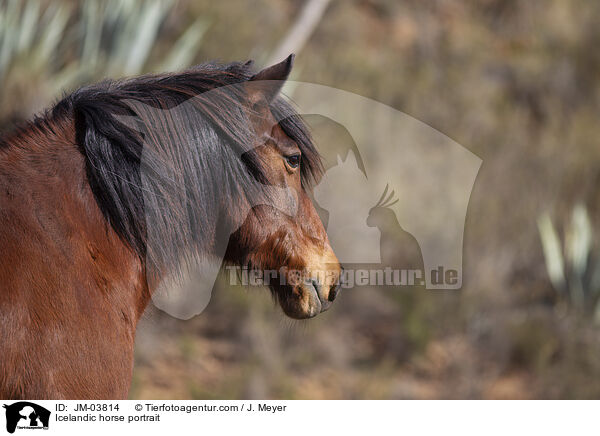 Islnder Portrait / Icelandic horse portrait / JM-03814