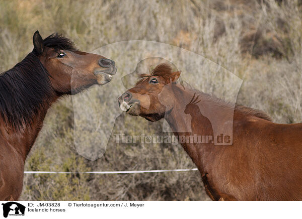 Islnder / Icelandic horses / JM-03828