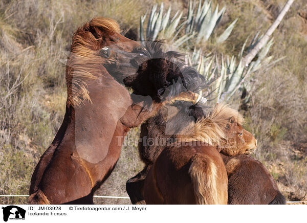 Islnder / Icelandic horses / JM-03928