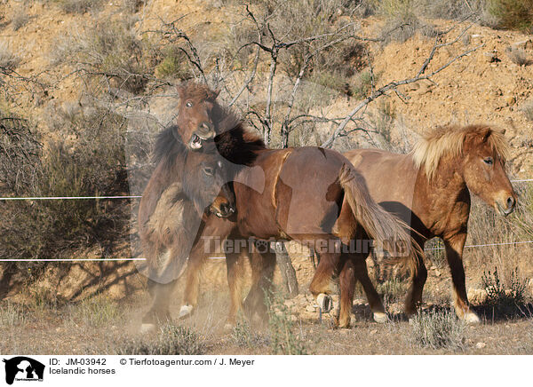 Islnder / Icelandic horses / JM-03942