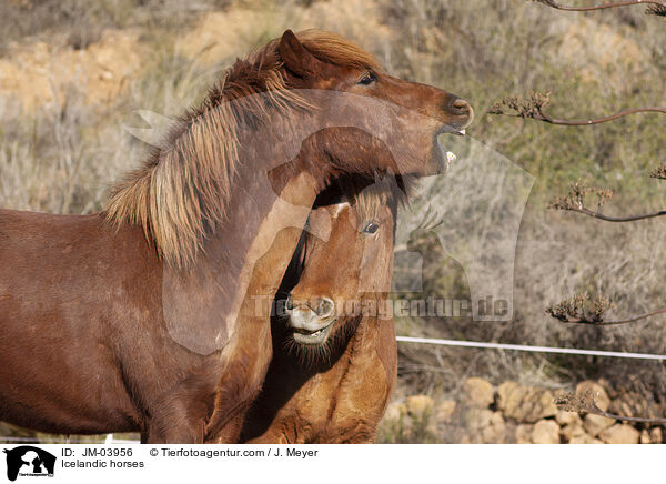 Islnder / Icelandic horses / JM-03956