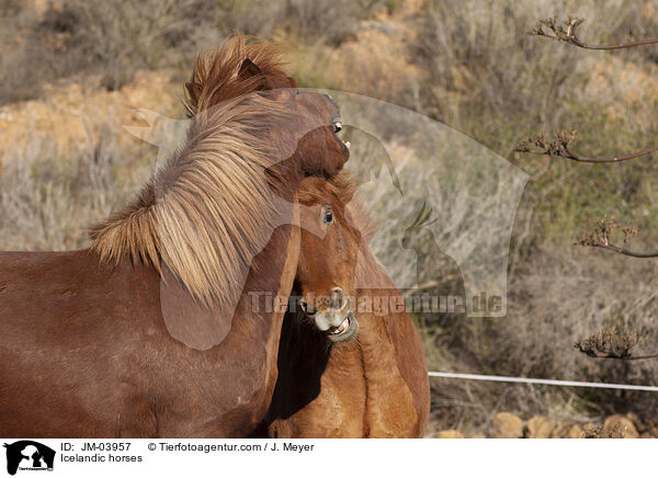 Islnder / Icelandic horses / JM-03957