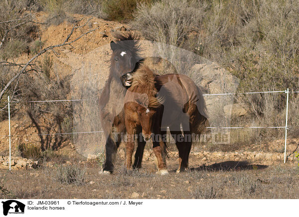 Islnder / Icelandic horses / JM-03961