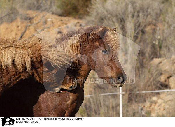 Islnder / Icelandic horses / JM-03964