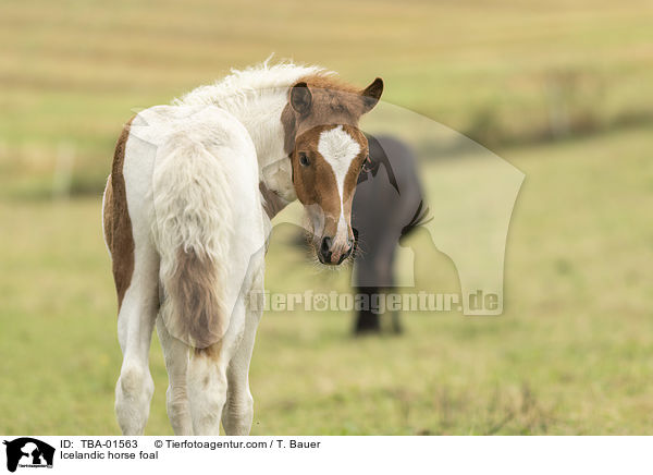 Islnder Fohlen / Icelandic horse foal / TBA-01563