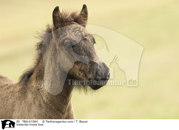 Islnder Fohlen / Icelandic horse foal / TBA-01564
