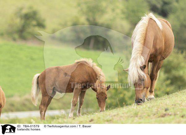 Islnder / Icelandic horses / TBA-01579