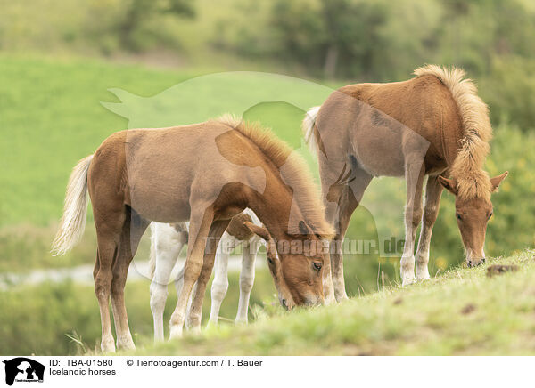 Islnder / Icelandic horses / TBA-01580