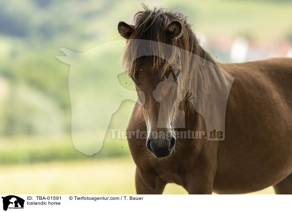 Islnder / Icelandic horse / TBA-01591