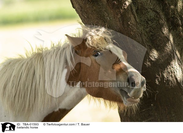 Islnder / Icelandic horse / TBA-01593