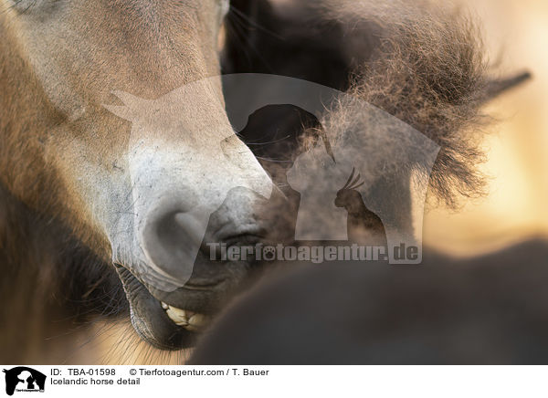 Islnder Detail / Icelandic horse detail / TBA-01598