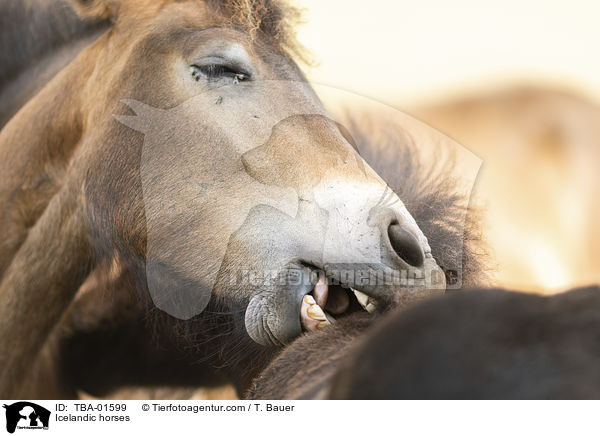 Islnder / Icelandic horses / TBA-01599