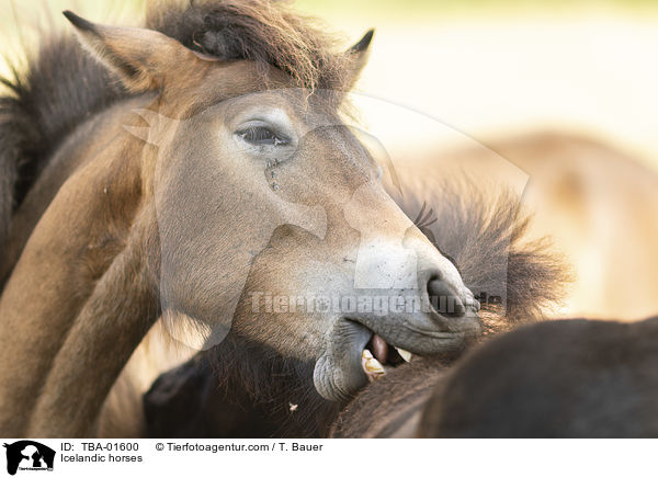 Islnder / Icelandic horses / TBA-01600
