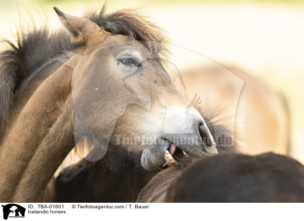 Islnder / Icelandic horses / TBA-01601