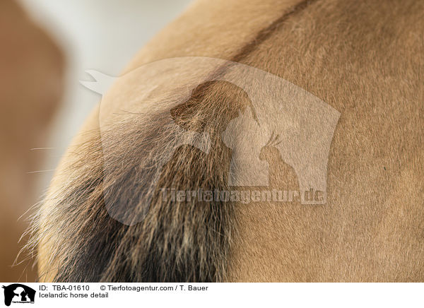 Islnder Detail / Icelandic horse detail / TBA-01610
