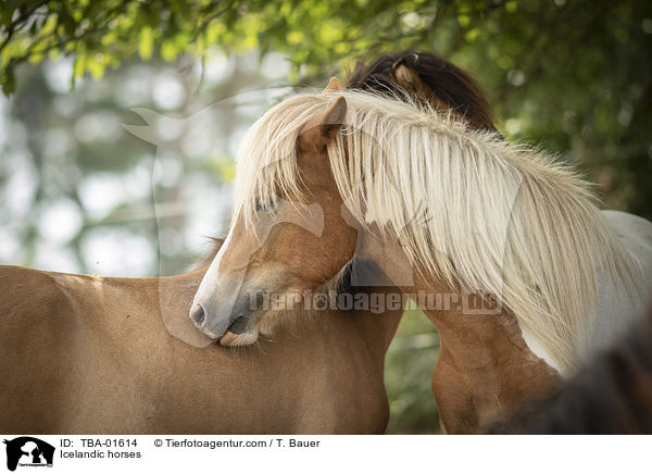 Islnder / Icelandic horses / TBA-01614
