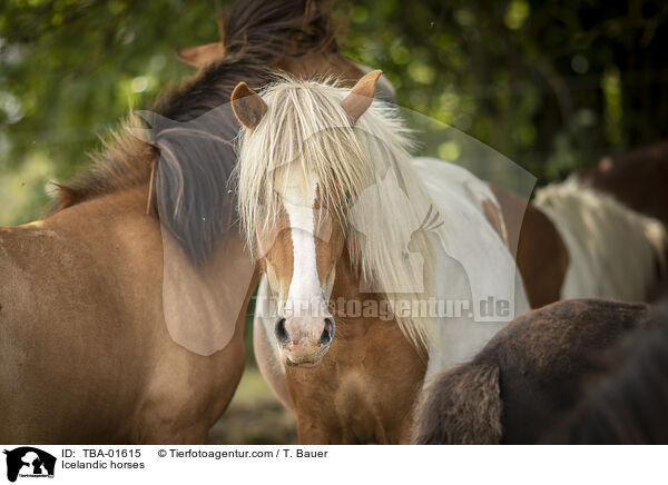 Islnder / Icelandic horses / TBA-01615