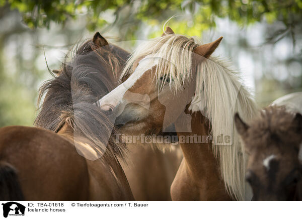 Islnder / Icelandic horses / TBA-01618