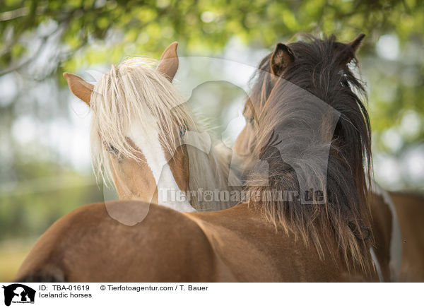 Islnder / Icelandic horses / TBA-01619
