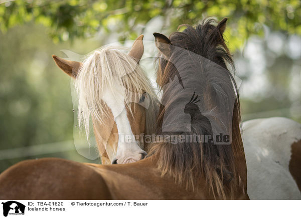 Islnder / Icelandic horses / TBA-01620