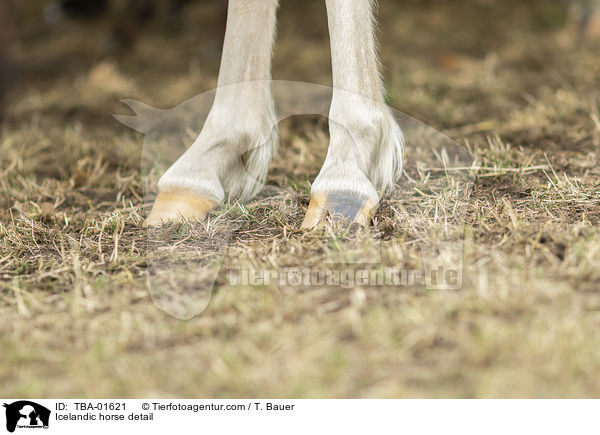 Islnder Detail / Icelandic horse detail / TBA-01621