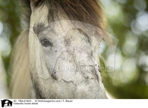 Icelandic horse detail / TBA-01623