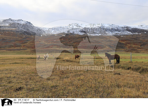 Herde Islnder / herd of Icelandic horses / FF-11817