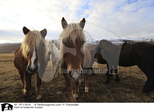 Herde Islnder / herd of Icelandic horses / FF-11819