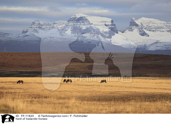 Herde Isl�nder / herd of Icelandic horses / FF-11820