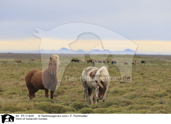 Herde Islnder / herd of Icelandic horses / FF-11826