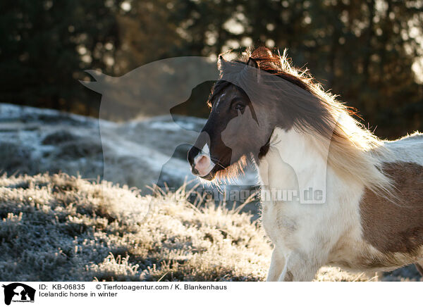 Islnder im Winter / Icelandic horse in winter / KB-06835