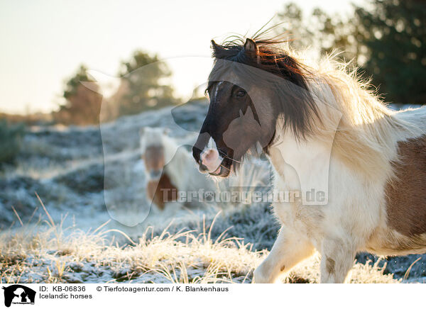 Islnder / Icelandic horses / KB-06836