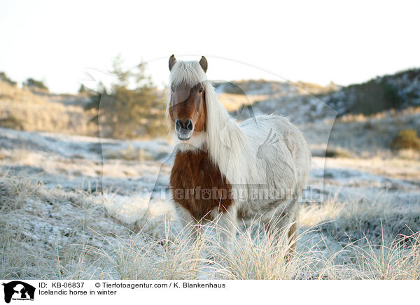 Islnder im Winter / Icelandic horse in winter / KB-06837