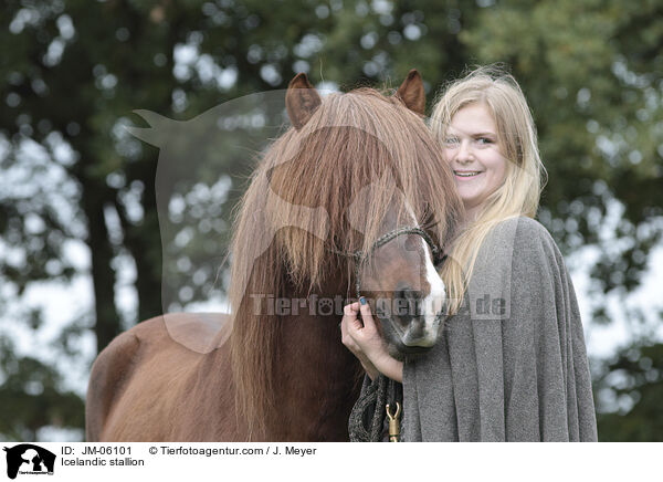 Islnder Hengst / Icelandic stallion / JM-06101