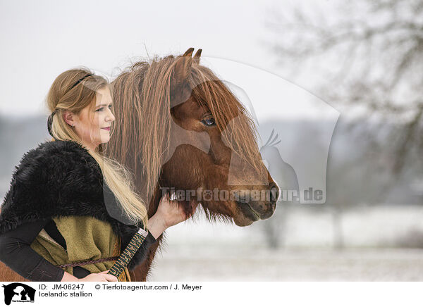 Islnder Hengst / Icelandic stallion / JM-06247