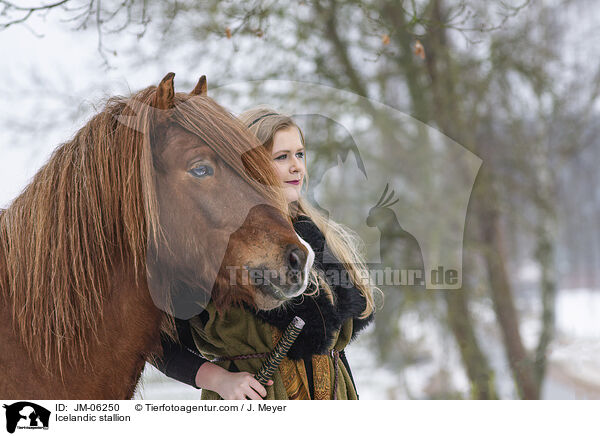 Islnder Hengst / Icelandic stallion / JM-06250