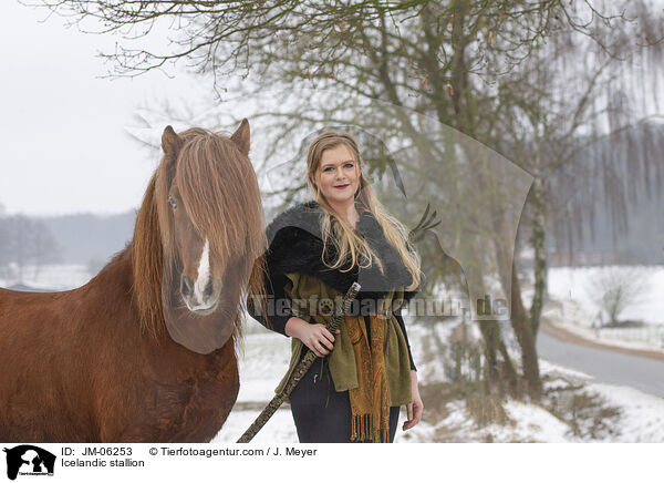 Islnder Hengst / Icelandic stallion / JM-06253