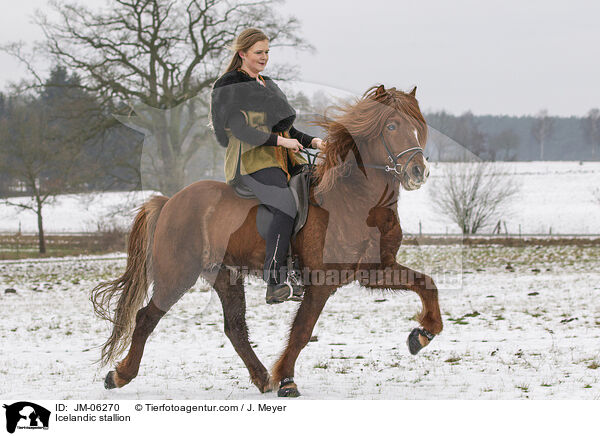 Islnder Hengst / Icelandic stallion / JM-06270