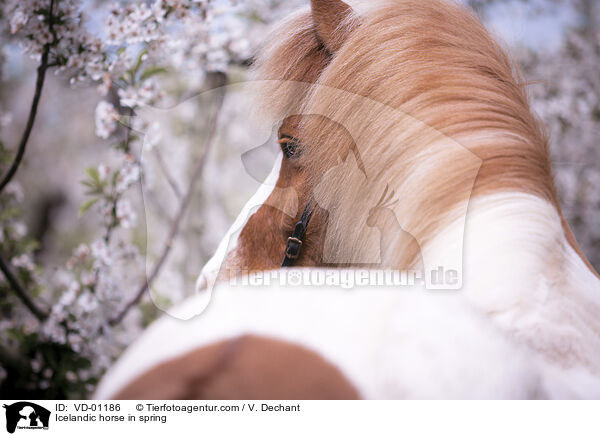 Islnder im Frhling / Icelandic horse in spring / VD-01186