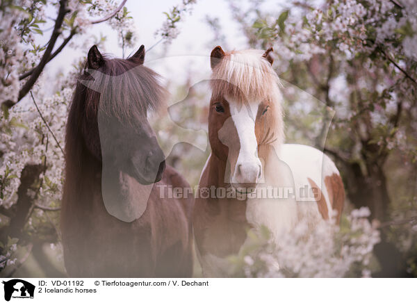 2 Islnder / 2 Icelandic horses / VD-01192